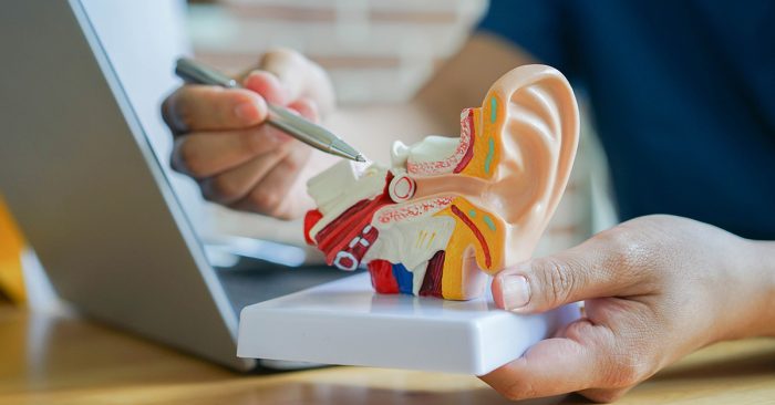 ENT or Audiologist - professional using model ear to explain how it works